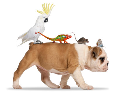 UDPC-web-image3 UDPC-web-image3